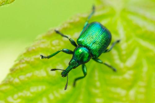 Byctiscus betulae